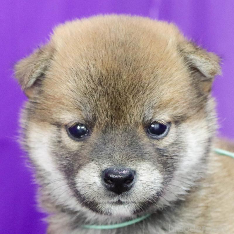 商談中の愛知県の柴犬-402198の2枚目